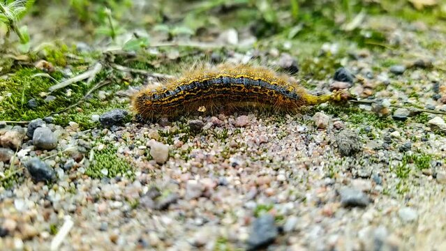 one big caterpillar closeup video