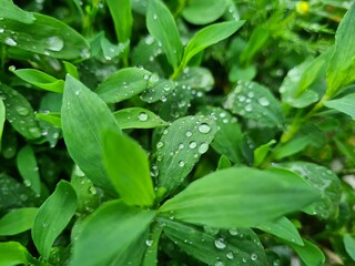 rain drops on a leaf