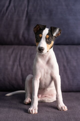 A vertical shoot of a puppy of Bodeguero siting on a couch and looking at camera. Is a spanish dog breed.