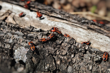 Red-black beetles crawl out from under bark of tree.