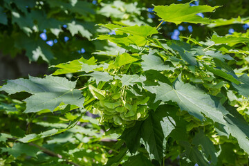 Fototapeta na wymiar Unripe winged seeds of maple among the leaves on branch