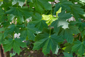 Branch of maple with green leaves and unripe winged seeds