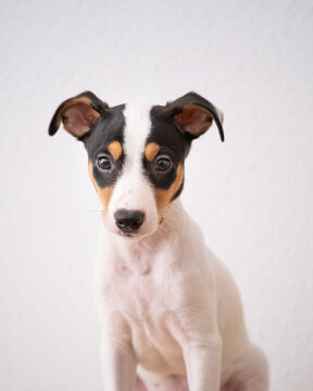 A vertical shoot of a beautiful puppy of Bodeguero looking at camera with a white background. Is a spanish dog breed.