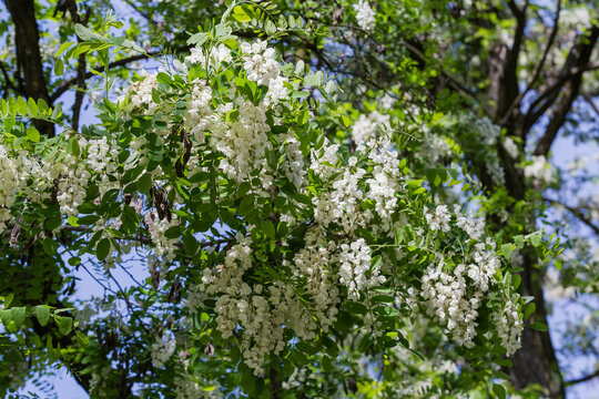 Branch of the blooming old locust tree on blurred background