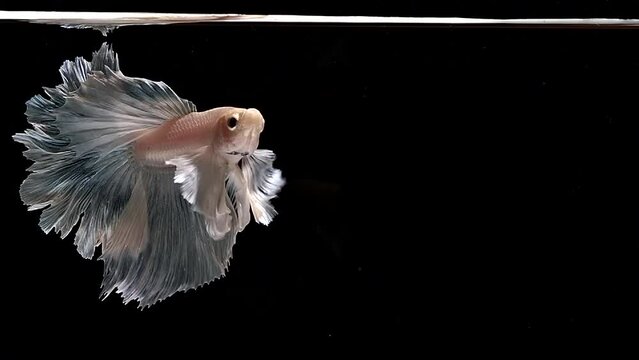 Betta fish, siamese fighting fish, betta splendens isolated on black background