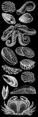 Seafood illustrations. Hand drawn line sea fishes, sushi rolls, oysters, mussels, lobster, squid, octopus, crabs, prawns