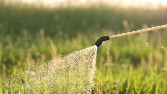 Spray ecological pesticide. spraying toxic pesticides, pesticide, insecticides. Farmer sprays potatoes plants to protect them with chemicals from vermin with manually sprayer.