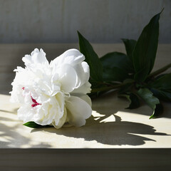 Single white peony lies on a table in gray tones.