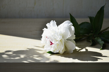 Single large white peony on a light wooden table in gray tones.