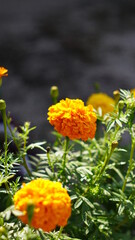 マリーゴールド