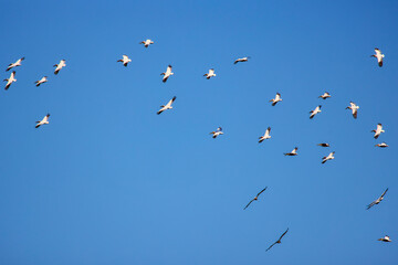 Images with pelicans from the natural environment, Danube Delta Nature Reserve, Romania.