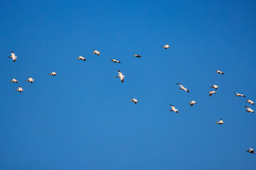 Images with pelicans from the natural environment, Danube Delta Nature Reserve, Romania.