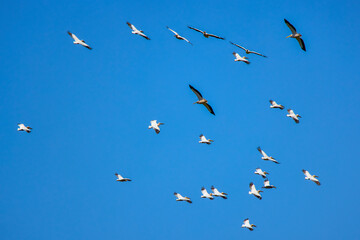 Images with pelicans from the natural environment, Danube Delta Nature Reserve, Romania.