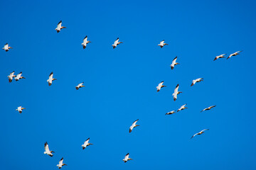 Images with pelicans from the natural environment, Danube Delta Nature Reserve, Romania.