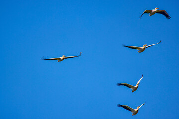 Images with pelicans from the natural environment, Danube Delta Nature Reserve, Romania.