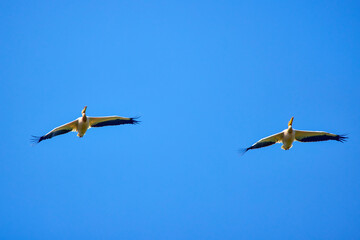 Images with pelicans from the natural environment, Danube Delta Nature Reserve, Romania.