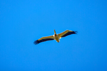 Images with pelicans from the natural environment, Danube Delta Nature Reserve, Romania.