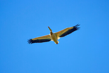 Images with pelicans from the natural environment, Danube Delta Nature Reserve, Romania.