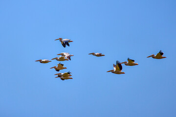 Images with pelicans from the natural environment, Danube Delta Nature Reserve, Romania.