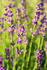Lavender bush blossoming closeup. Selective focus
