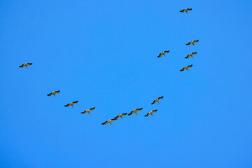 Images with pelicans from the natural environment, Danube Delta Nature Reserve, Romania.