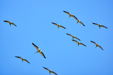 Images with pelicans from the natural environment, Danube Delta Nature Reserve, Romania.