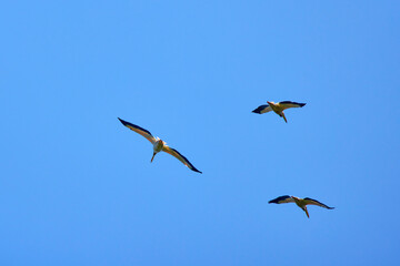 Obraz premium Images with pelicans from the natural environment, Danube Delta Nature Reserve, Romania.