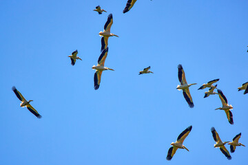 Images with pelicans from the natural environment, Danube Delta Nature Reserve, Romania.