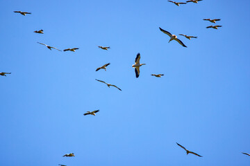 Images with pelicans from the natural environment, Danube Delta Nature Reserve, Romania.