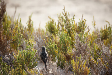 Portrait eines Kanarenpieper, Anthus berthelotii, ein Singvogel der Stelzen und Pieper.