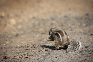 Ein Atlashörnchen oder auch afrikanisches Erdhörnchen in seinem Habitat.