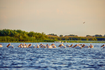 Naklejka na ściany i meble Images with pelicans from the natural environment, Danube Delta Nature Reserve, Romania.