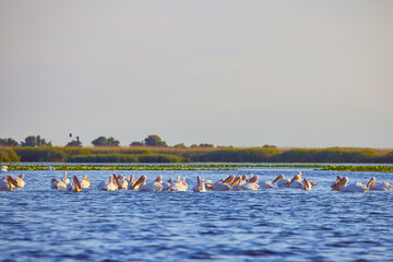 Naklejka premium Images with pelicans from the natural environment, Danube Delta Nature Reserve, Romania.