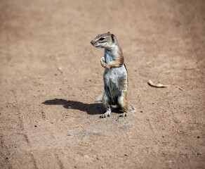 Ein Atlashörnchen oder auch afrikanisches Erdhörnchen in seinem Habitat.
