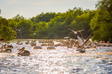 Images with pelicans from the natural environment, Danube Delta Nature Reserve, Romania.