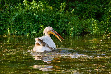 Images with pelicans from the natural environment, Danube Delta Nature Reserve, Romania.
