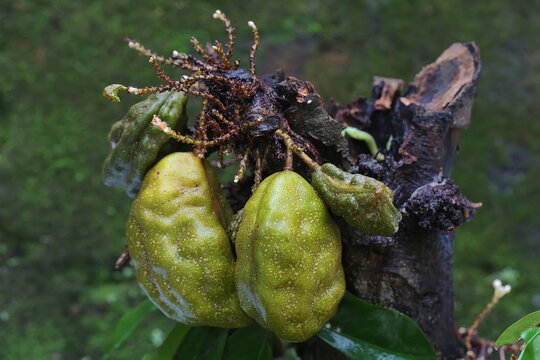 Fresh green fruit-bearing tree. This plant has the scientific name Cynometra cauliflora.

