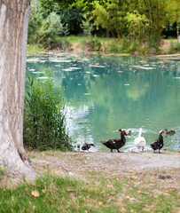 Patos en el parque