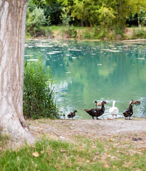 Patos en el parque