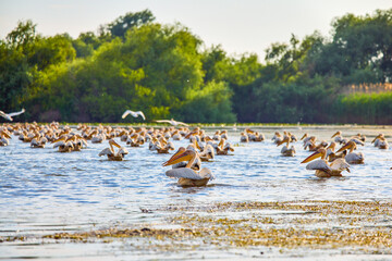 Images with pelicans from the natural environment, Danube Delta Nature Reserve, Romania.