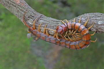 A centipede is looking for prey on a dry tree branch. This multi-legged animal has the scientific name Scolopendra morsitans.