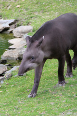 tapir in a zoo in france