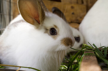 A little rabbit sits in a cage and chews on white grass with brown spots.