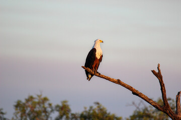 African Fish Eagle, Kruger National Park, South Africa 