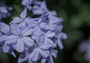 Close up Cape Leadwort flower Plumbago auriculata