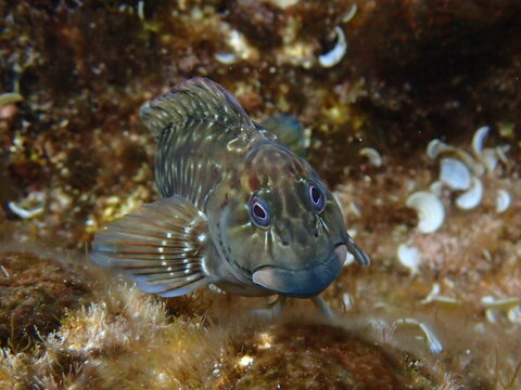Rock pool Blenny (Parablennius parvicornis) underwater tide pool photography in Gran Canaria