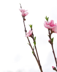 Lookup view homegrown blooming peach flowers isolated on white background in North Texas, America