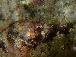 Naklejka na ściany i meble Black scorpionfish (Scorpaena porcus) fish underwater photo on Costa Blanca, Spain