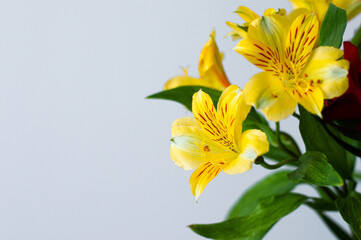 flowers yellow bouquet background for the holiday
