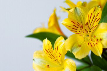flowers yellow bouquet background for the holiday